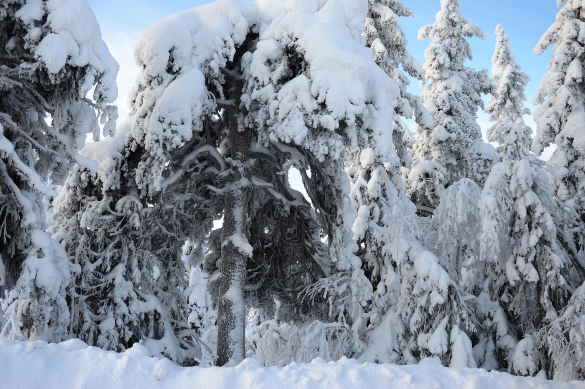 14 - Fulufjellets Nasjonalparker - Natur-, Dyre- Og Fugleopplevelser Trysil Exterior foto