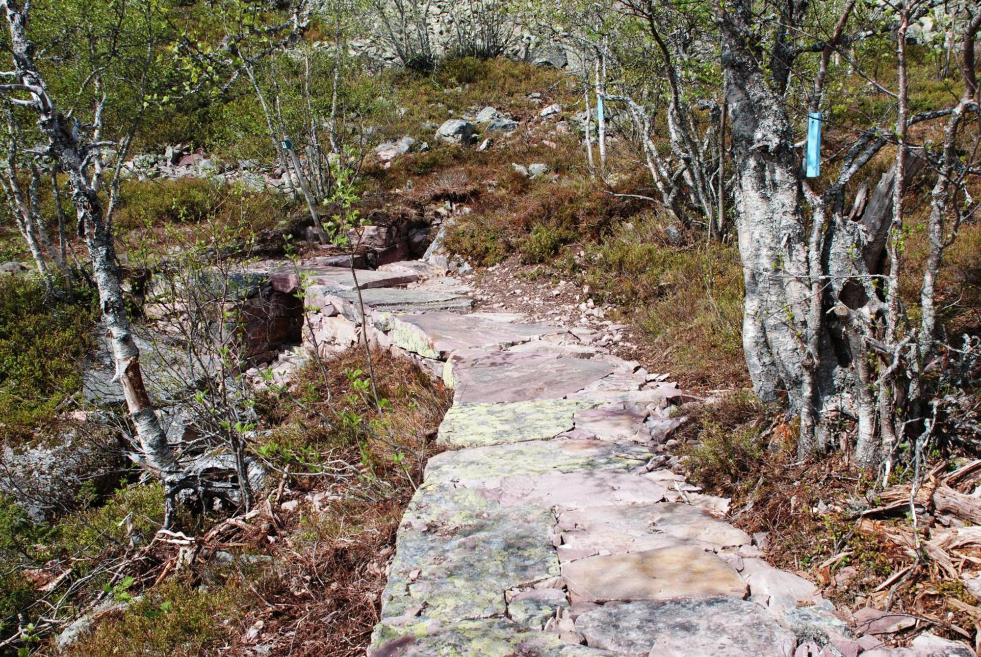 14 - Fulufjellets Nasjonalparker - Natur-, Dyre- Og Fugleopplevelser Trysil Exterior foto